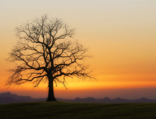 La Enfermedad viene a Curarme