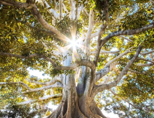 El Inconsciente Familiar (Constelaciones Familiares)